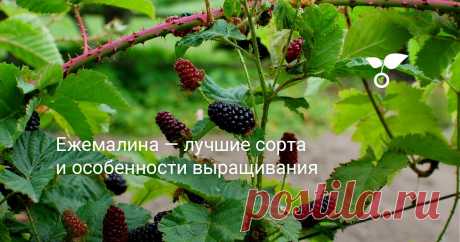 Ежемалина — лучшие сорта и особенности выращивания Эта статья об отличии черноплодной малины от ежевики и малопонятных ежемалинах, несущих в себе признаки обеих культур. Ежевика, черная малина или ежемалина, как не ошибиться?