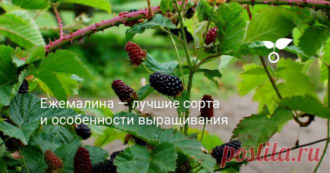 Ежемалина — лучшие сорта и особенности выращивания Эта статья об отличии черноплодной малины от ежевики и малопонятных ежемалинах, несущих в себе признаки обеих культур. Ежевика, черная малина или ежемалина, как не ошибиться?