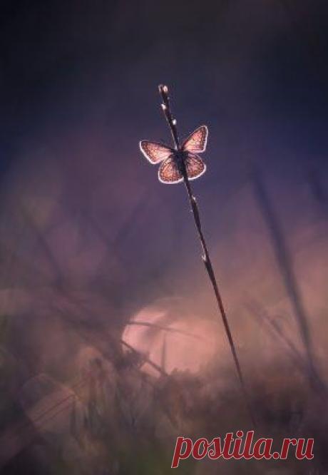 У дороги, у самой развилки, 
возле самого скрипа колёс, 
из-под снега торчала травинка... 
Неуютно ей нынче жилось. 
Тело травки пружинило ловко. 
Не сломал её ветер, не смял. 
И торчала на лысой головке 
уцелевшая пара семян. 
...Я стоял, говоря ей «спасибо», 
и стыдил своё сердце: «Смотри, 
одиночество — это не гибель, 
это мужество, чёрт побери!..» 
Глеб Горбовский