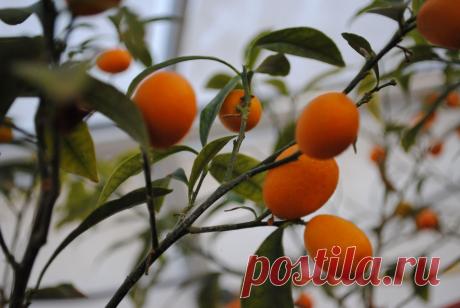 КИНКАН (Fortunella margarita) кумкват, кинкан, фортунелла. Цветет кинкан в августе, а плоды  созревают в декабре-феврале. Плоды кинкана едят целиком, вместе с приятной хрустящей кожицей. Кинканы в домашних условиях выращивают так же, как и лимоны. Для вызревания плодов кинкана требуется больше тепла, чем для лимона. Но в целом правила ухода те же. Сейчас, саженцы – цветущие, в августе – будут с плодами. 1пак.семян – 80руб. 1 саж. – 1200 руб.Вышлю каталог растений.Пишите на kippiep@mail.ru