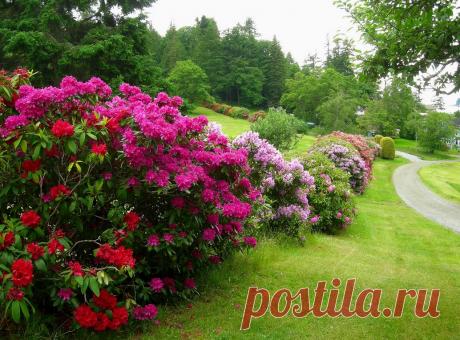 Самые морозостойкие декоративные цветущие кустарники для сада