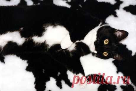 Приколы про животных, смешные животные
