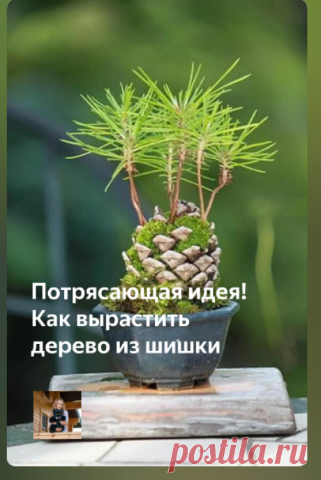 Проращивание дерева из шишки