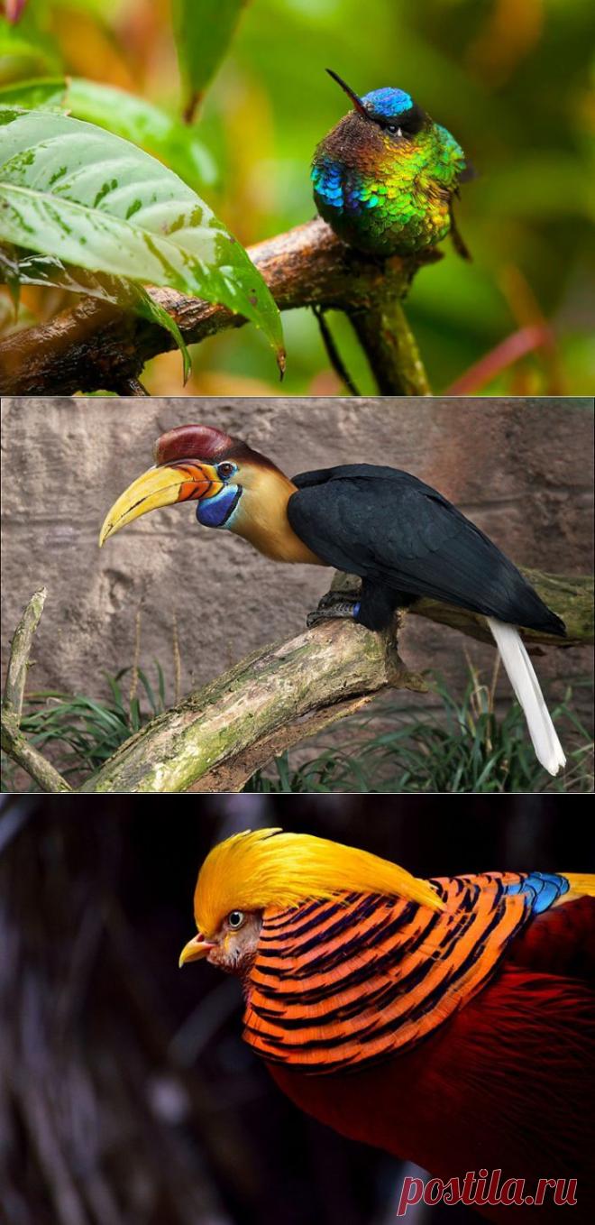 Экзотические птицы: 20 ярких фотографий пернатых