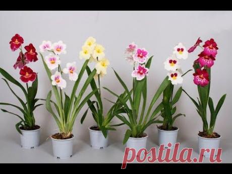 Орхидея МИЛЬТОНИЯ | Уход и содержание в домашних условиях