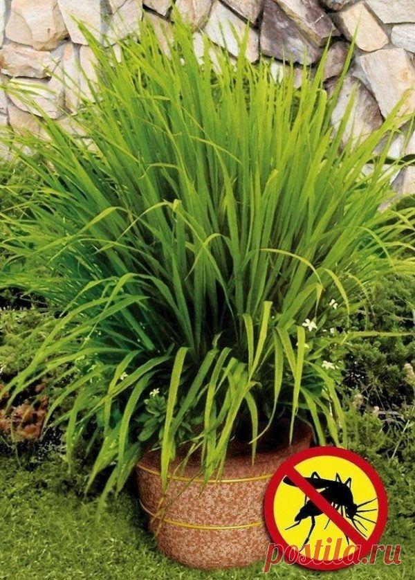 Как сделать дачу идеальным местом для отдыха / Домоседы