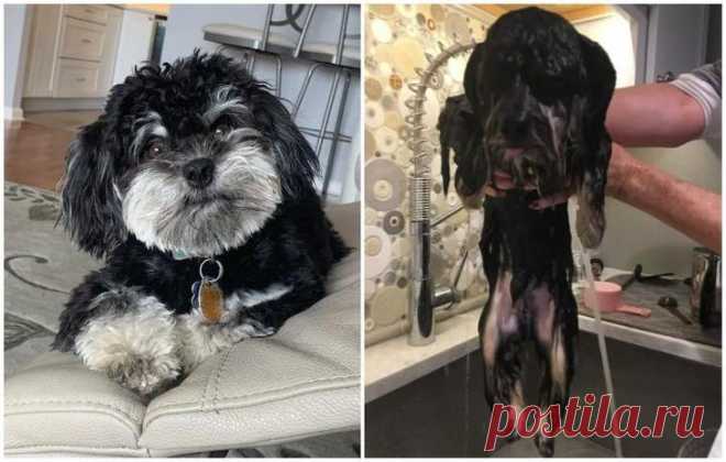 20 смешных и милых фото животных, которые заставят улыбнуться и отвлечься от новостей