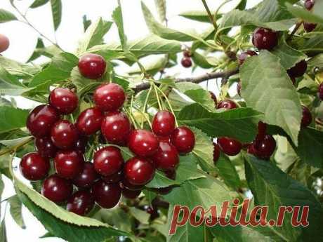 ЧЕМ ПОДКАРМЛИВАТЬ ВИШНЮ?
Подкормка весной - зола, по литровой банке, по влажной почве, по периметру кроны, 1 столовая ложка мочевины и 2 столовые ложки бесхлорного калия (при подкормке хлористым калием сбросит листья) на 10 л воды (не менее 3 - 4 ведер на растение). Можно заменить калийной селитрой (2 столовые ложки). Во время интенсивного роста завязей следует опрыскать по листьям раствором микроэлементов. Кроме того, нужна еще одна литровая банка золы для наращивания кос...