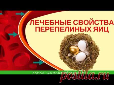 Лечебные свойства перепелиных яиц - Домашний лекарь - выпуск №243