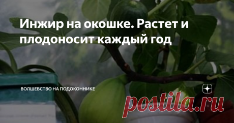 Инжир на окошке. Растет и плодоносит каждый год Фруктовый сад на подоконнике – это всегда интересно, красиво, весело и удивительно. Инжир прекрасно уживается в домашних условиях и с удовольствием плодоносит. Смоковницу (ещё одно название растения) можно вырастить из семян, а можно приобрести уже взрослым, плодоносящим.
В уходе не сложен, однако требует определенных знаний и навыков.
• Первое, что может насторожить владельцев прекрасного