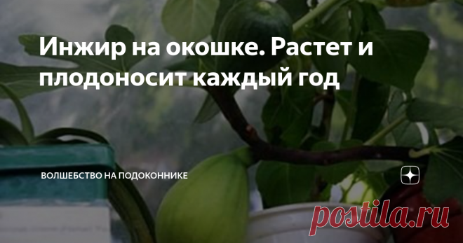 Инжир на окошке. Растет и плодоносит каждый год Фруктовый сад на подоконнике – это всегда интересно, красиво, весело и удивительно. Инжир прекрасно уживается в домашних условиях и с удовольствием плодоносит. Смоковницу (ещё одно название растения) можно вырастить из семян, а можно приобрести уже взрослым, плодоносящим.
В уходе не сложен, однако требует определенных знаний и навыков.
• Первое, что может насторожить владельцев прекрасного