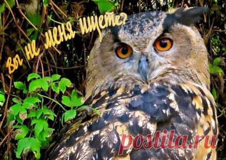 Эффективный поиск информации в Интернете