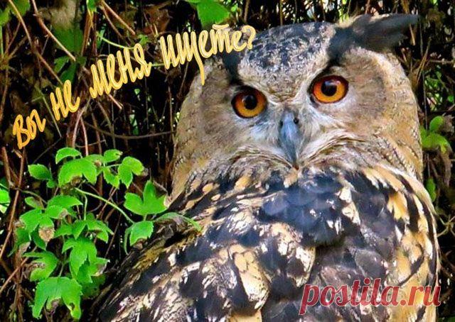 Эффективный поиск информации в Интернете