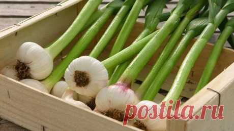 Народные средства для подкормки чеснока помогут получить крупные головки и большой урожай — Домашние заботы