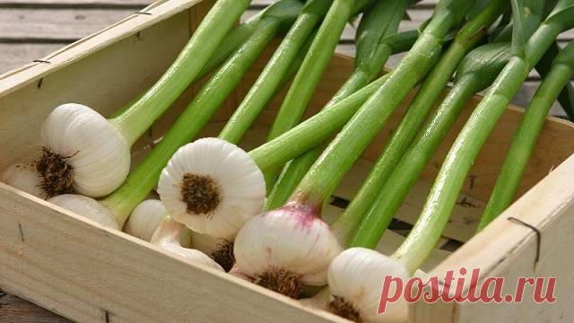 Народные средства для подкормки чеснока помогут получить крупные головки и большой урожай — Домашние заботы