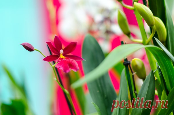 Для Вас! 💝 автор фото #Ирина_Королько