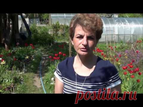 Как помочь розам после зимы