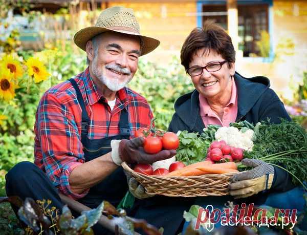 Чего и сколько нам сажать, чтоб закромам не пустовать: Группа Практикум садовода и огородника