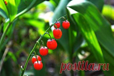 Самые красивые многолетние цветы с декоративными плодами. Фото — Ботаничка