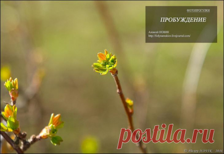 Фотопрогулки. Пробуждение.