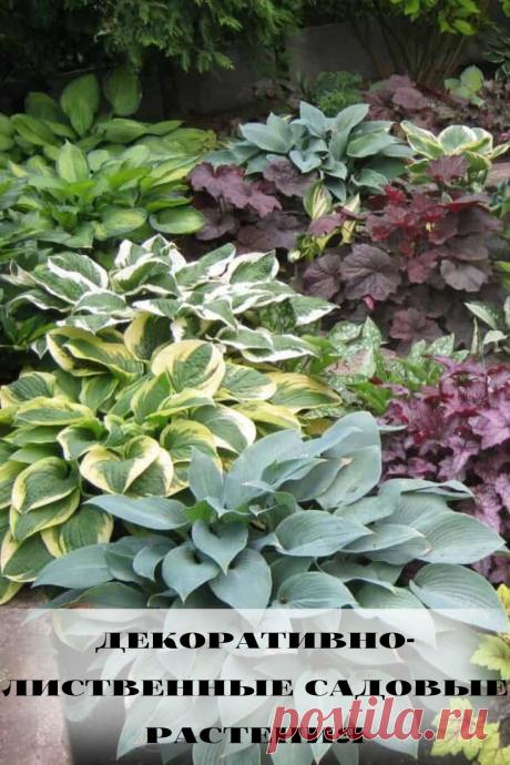 декоративно-лиственные садовые растения