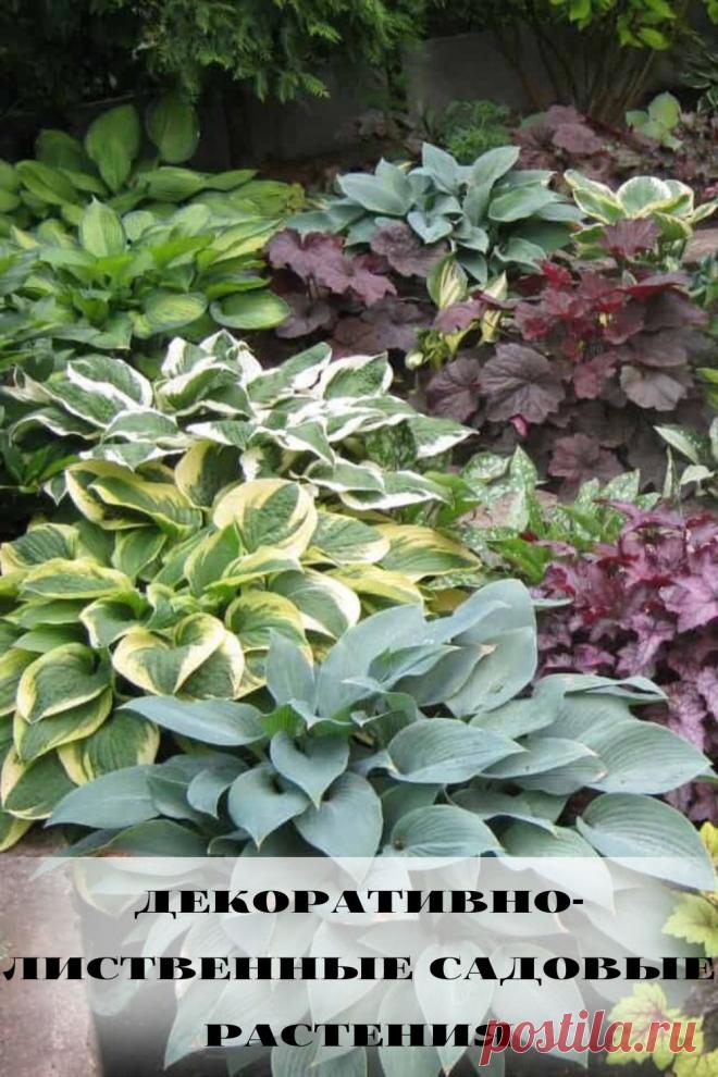 декоративно-лиственные садовые растения