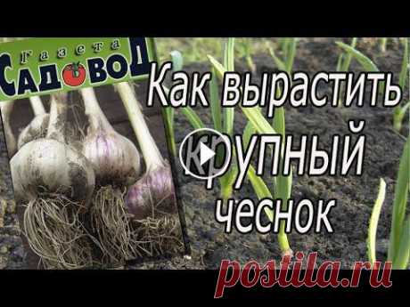 Как вырастить крупный чеснок Когда и как сажать чеснок, как правильно ухаживать за чесноком, как получить крупный чеснок....