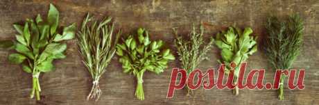 Секреты выращивания пряных трав дома, в горшках