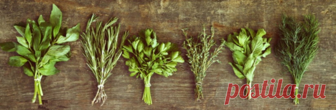 Секреты выращивания пряных трав дома, в горшках
