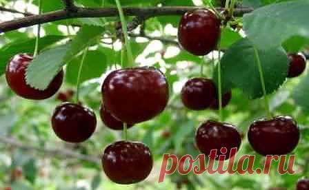 Обыкновенная и войлочная вишня | Рецепты народной медицины