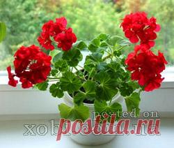 какие растения должны быть в квартире