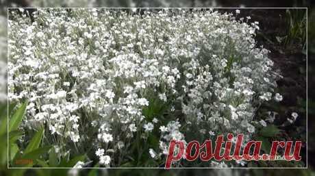 Ясколка (фото) — посадка и уход