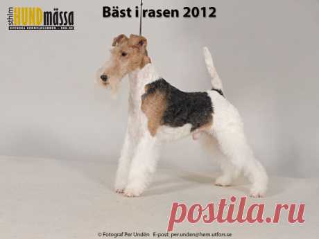 STRÄVHÅRIG FOXTERRIER Domare: SANDOVÀL IVAN, COLOMBIA  FI UCH SE UCH MERCURY FOX MARLEY AND ME Ägare: THÖRNE GUNILLA, NORRTÄLJE Uppfödare: MITNYAN JANOS, HU-5940 TOTKOMLOS