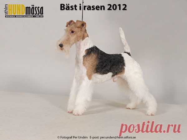 STRÄVHÅRIG FOXTERRIER Domare: SANDOVÀL IVAN, COLOMBIA  FI UCH SE UCH MERCURY FOX MARLEY AND ME Ägare: THÖRNE GUNILLA, NORRTÄLJE Uppfödare: MITNYAN JANOS, HU-5940 TOTKOMLOS