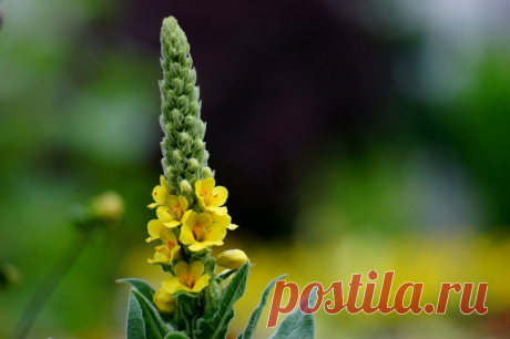 Лечение геморроя народными средствами.