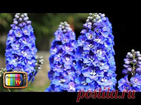 СЕКРЕТЫ ВЫРАЩИВАНИЯ ДЕЛЬФИНИУМА ИЗ СЕМЯН! ТЕПЕРЬ ПОЛУЧИТСЯ У КАЖДОГО
