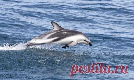 Dusky Dolphin Dusky Dolphin in Kaikoura, New Zealand.