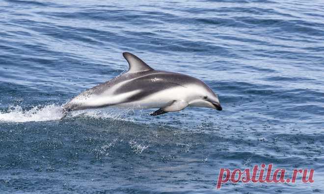 Dusky Dolphin Dusky Dolphin in Kaikoura, New Zealand.