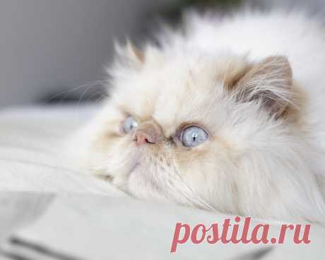 photogenic felines