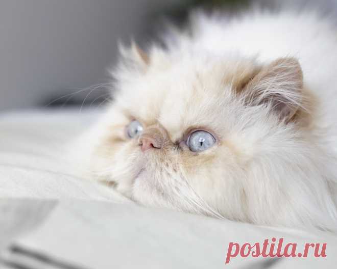 photogenic felines