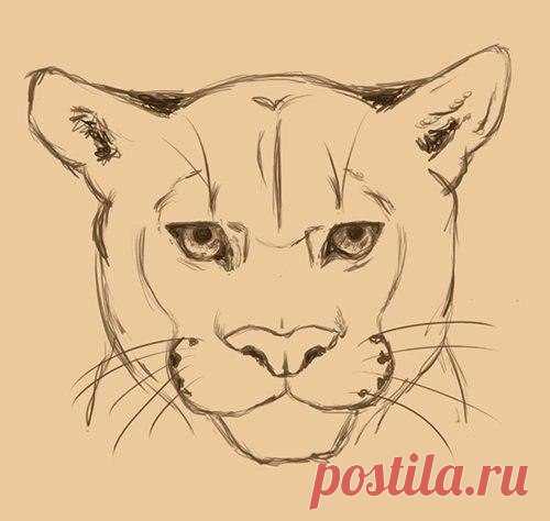 Как нарисовать Пуму / Удивительное искусство