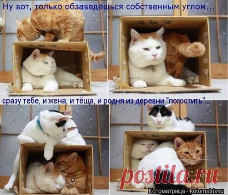 Четыре сыночка (котоматрица)