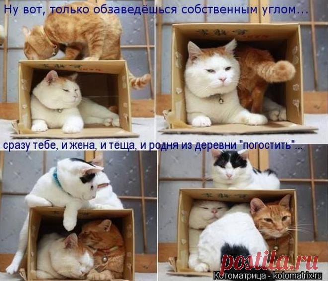 Четыре сыночка (котоматрица)