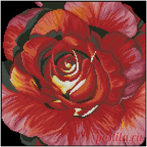 Испанская роза - Домоводство - медиаплатформа МирТесен