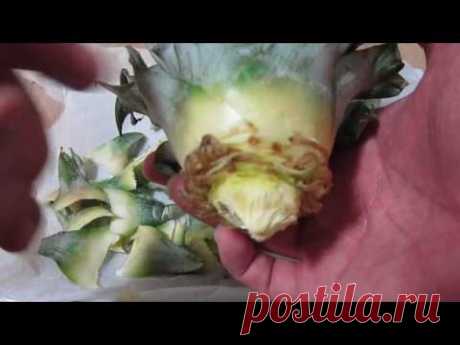 파인 애플 키우기 뿌리 내리는 방법 설명만.