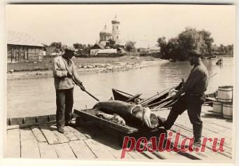 Рыбоводство в России
История разведения рыбы в России. Как создавались рыбоводческие пруды и развивалось рыбоводство в стране. Как производилось оплодотворение икры рыб?