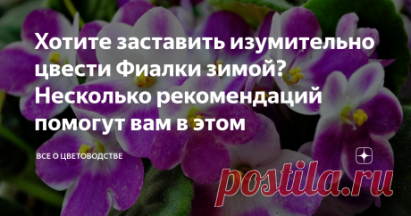 Хотите заставить изумительно цвести Фиалки зимой? Несколько рекомендаций помогут вам в этом Фиалки — мои фавориты среди цветов, в настоящий момент на подоконнике вполне счастливо процветает около дюжины их сортов, радуя всеми оттенками фиолетового в зимнею стужу!
На самом деле — эта не такая уж сложная наука, заставить их цвести в зимние месяцы. Главное — придерживаться нескольких нехитрых рекомендаций.