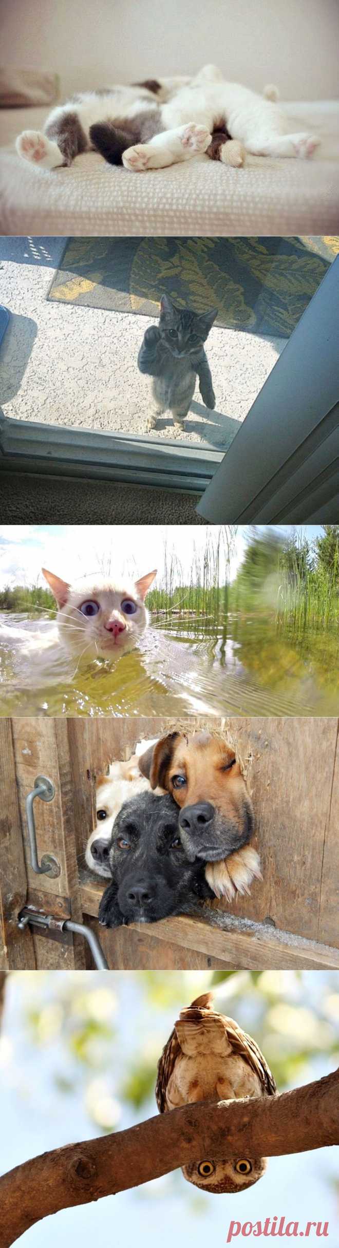 Звериный позитив..