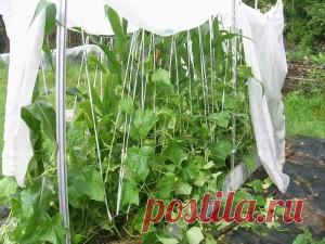 Интересная технология выращивания огурцов.