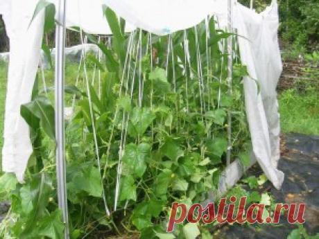 Интересная технология выращивания огурцов.